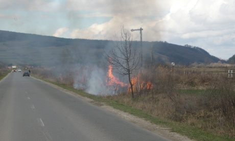 bogozitarlotuz1