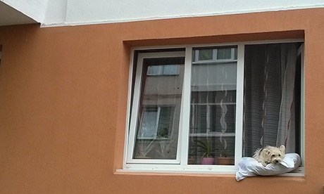 Az élet szép. Ha ilyen a kutyavilág, akkor jöhet.