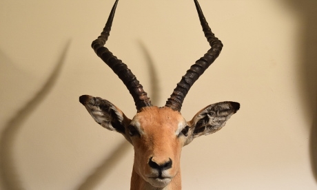 impala