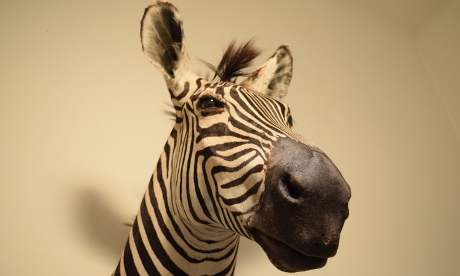 zebra