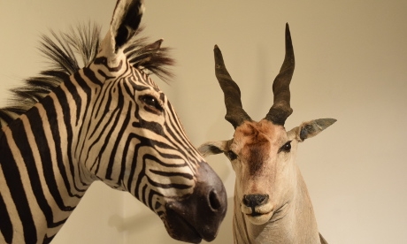 zebraesantilop