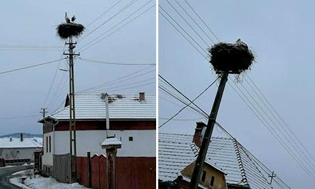 Álruhás pingvinek? Álruhás pingvinek?