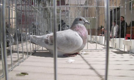 galambjo galambjo