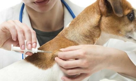 Kötelező a kutyák chipelése Kutya