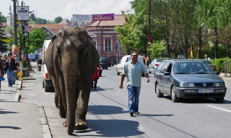 2011_Egyeb/0518_Elefant 2011_Egyeb/0518_Elefant