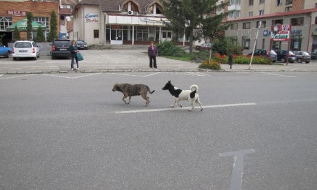 kobor_kutyak kobor_kutyak