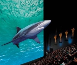 shark-kicsi shark-kicsi